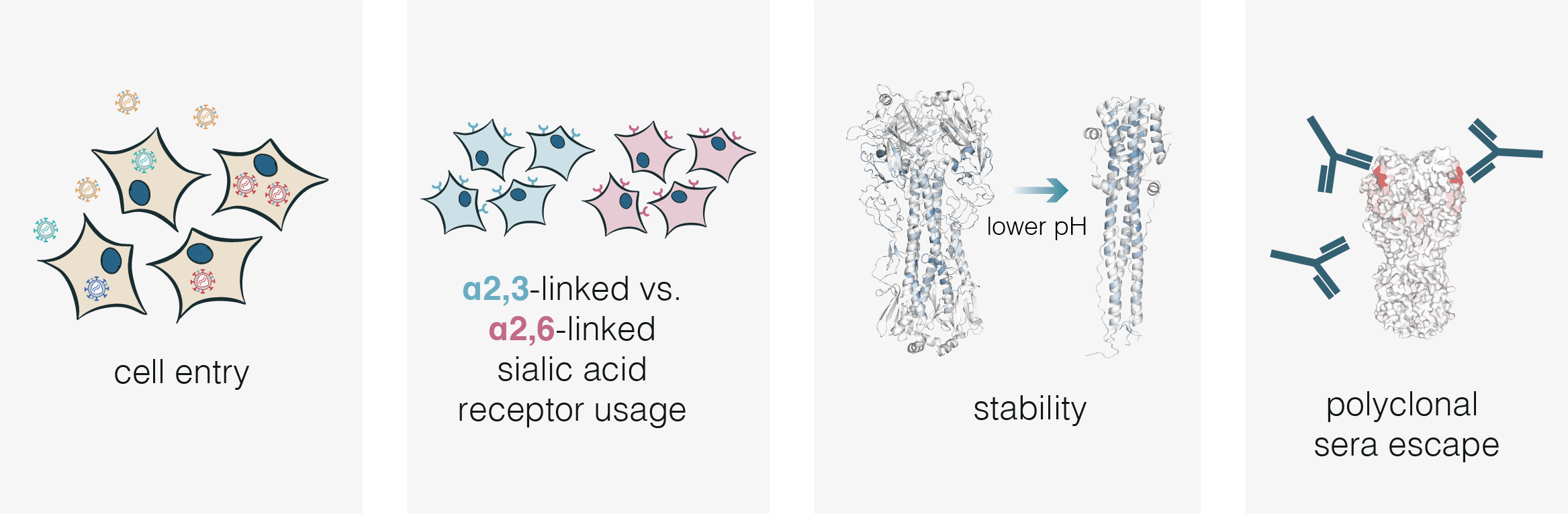 schematic of phenotypes measured